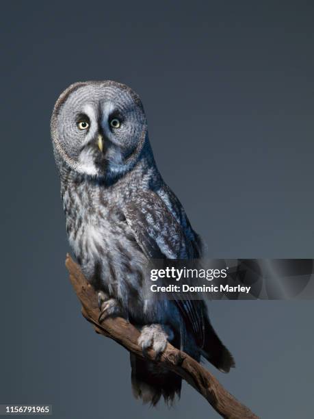 great grey owl - búho fotografías e imágenes de stock