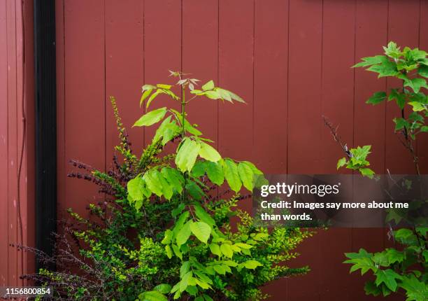 two bright green bushes against a bright wooden wall. still life. - lenox massachusetts stock pictures, royalty-free photos & images