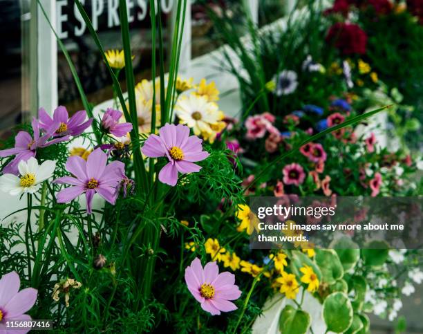 a colorful flower bed decorating a store window. - lenox massachusetts stock pictures, royalty-free photos & images