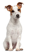 Jack Russell Terrier, ten months old, sitting, white background.