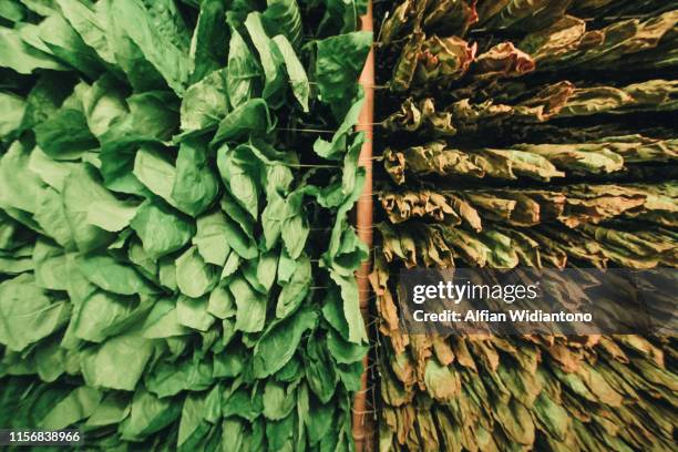 tobacco leaf hung to dried - tobacco crop stock pictures, royalty-free photos & images