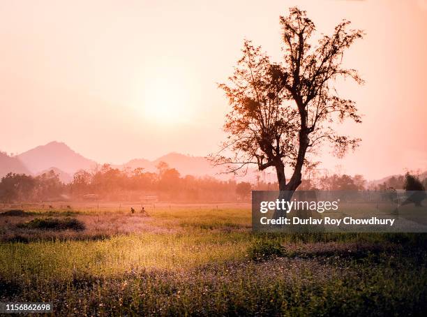 sunset in dzokou valley - nagaland stock pictures, royalty-free photos & images