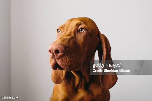 hungarian vizsla portraits - vizsla fotografías e imágenes de stock