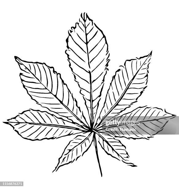 aesculus hippocastanum ,pferde-kastanie oder conker baum blatt - kastanie laubbaum stock-grafiken, -clipart, -cartoons und -symbole