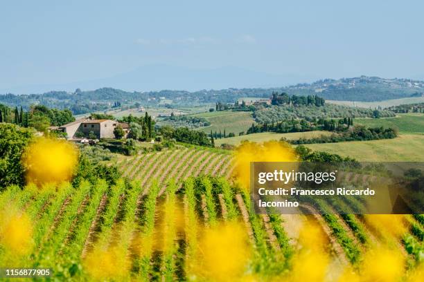 chianti region, green vineyards in summertime. tuscany, italy - south region stock pictures, royalty-free photos & images