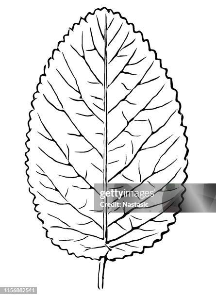 viburnum lantana, the wayfarer or wayfaring tree leaf - birch pattern stock illustrations