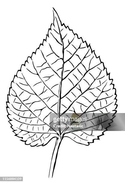 tilia platyphyllos ,largeleaf linden and large-leaved linden leaf - birch pattern stock illustrations