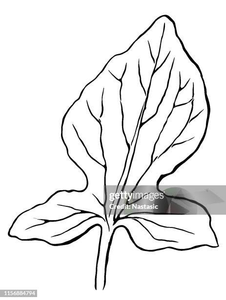 rumex scutatus, french sorrel, buckler sorrel, shield-leaf sorrel leaf - rumex scutatus stock illustrations