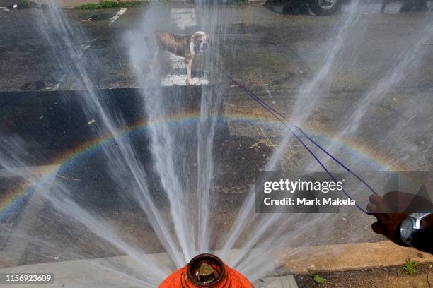 July 20: As a rainbow forms, Malik Bey leads guides Moose, a English Bulldog puppy, through a spraying fire hydrant on July 20, 2019 in Philadelphia,...