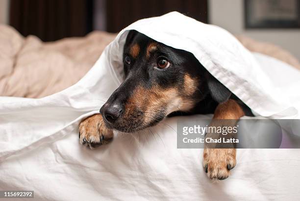puppy hiding under sheets - the art of being obscured stock-fotos und bilder