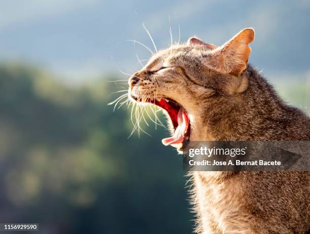 portrait of tabby cat yawning  in the street. - schnauze stock-fotos und bilder