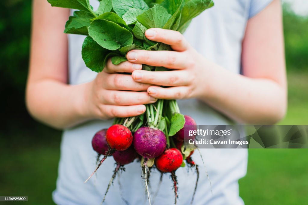 Purple and Red Radishes Freshly Picked From the Garden