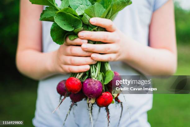 purple and red radishes freshly picked from the garden - radish stock pictures, royalty-free photos & images