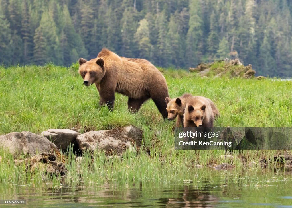 Grizzly Bear mother and cubs in a grassy meadow