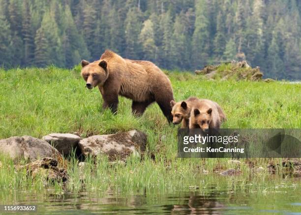 grizzly bear mother and cubs in a grassy meadow - cub stock pictures, royalty-free photos & images