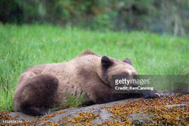grizzly bear in the rain resting on a log in canada's great bear rainforest - bear lying down stock pictures, royalty-free photos & images