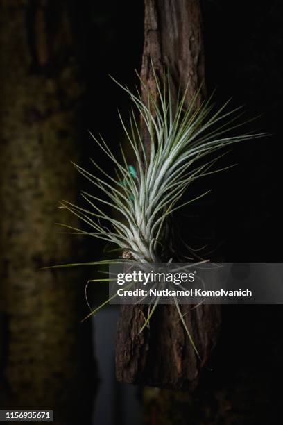 funckiana tilandsia on the tree - air plant stock pictures, royalty-free photos & images