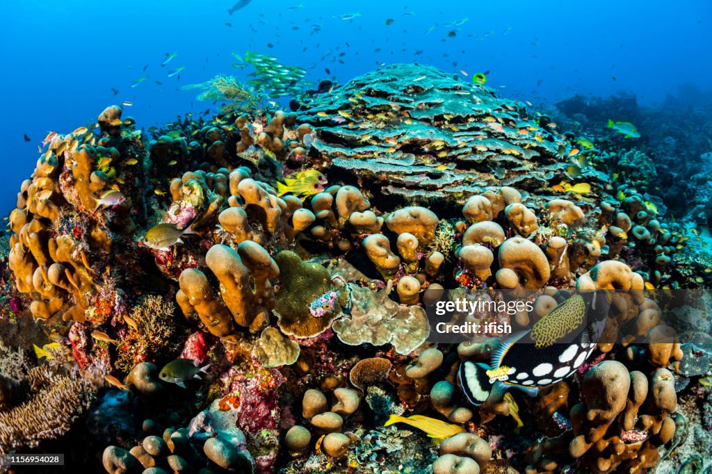 Biodiversity Festival, Whole Reef on Fisheye Photo, Like a City! Raja Ampat, Indonesia