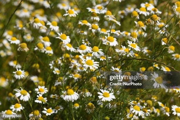 Camomille field seen near Bayeux. On Friday, July 19 in Caen, Normandy, France.