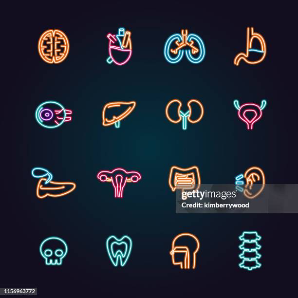 Human Body Organ Placement Photos and Premium High Res Pictures Biology Diagrams