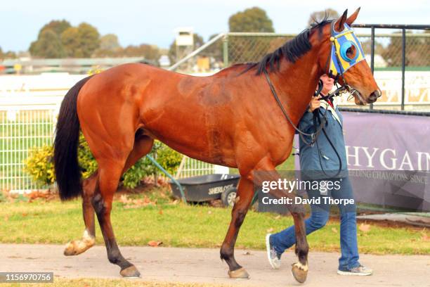 Tyson Returns in the mounting yard after winning the Sam Miranda King Valley 0 - 58 Handicap on July 21, 2019 in Wangaratta, Australia.