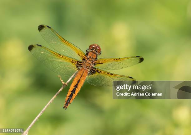 female scarce chaser dragonfly - libellulidae stock pictures, royalty-free photos & images