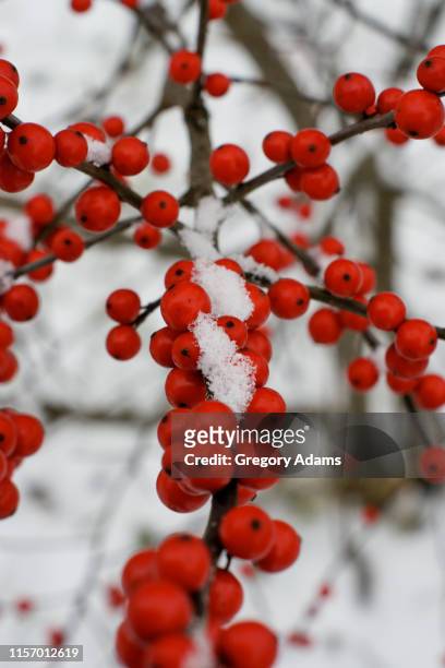winterberry bush in the snow - winterberry holly stock pictures, royalty-free photos & images
