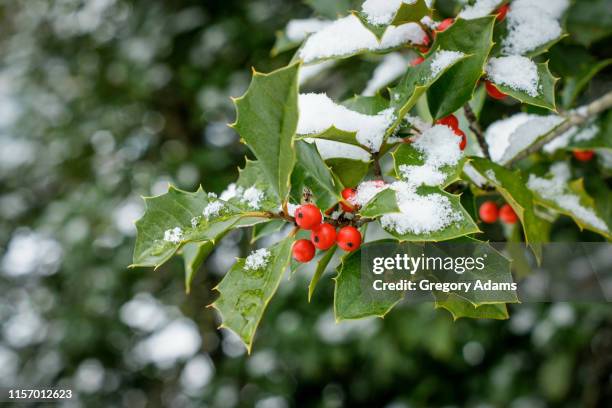 holly after a winter storm - holly 個照片及圖片檔