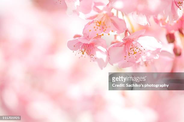 blooming - cherry blossom tree stock-fotos und bilder