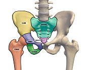 Male Pelvis and Hip Bone Regions Labeled Front View on White