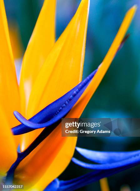 bird of paradise flower in bloom - bird of paradise bird stock pictures, royalty-free photos & images