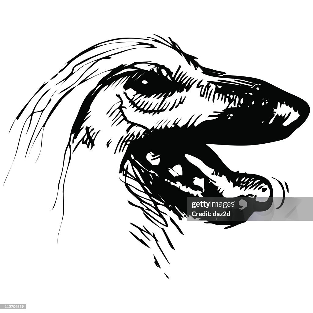 AFGHAN HOUND