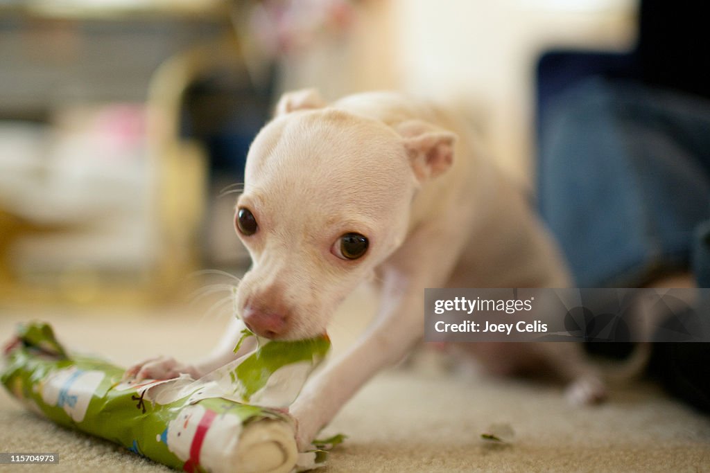 Dog Ripping Open Present Small Dog Tears Open Gift High-Res Stock Photo - Getty Images
