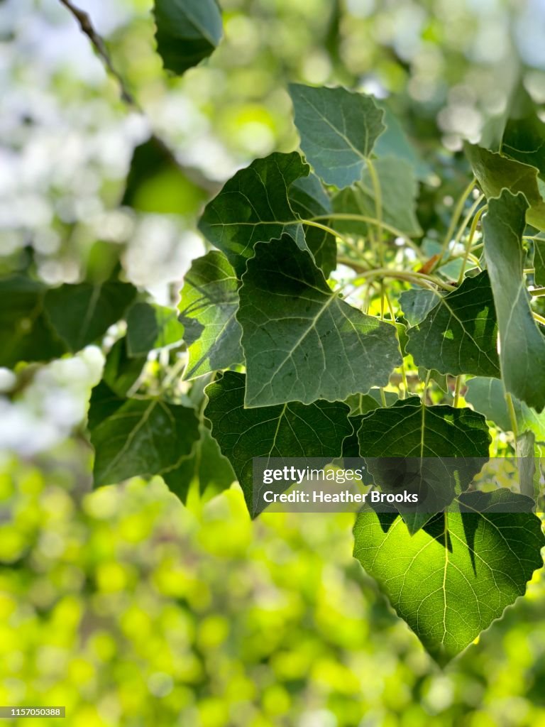Sunlit Leaves