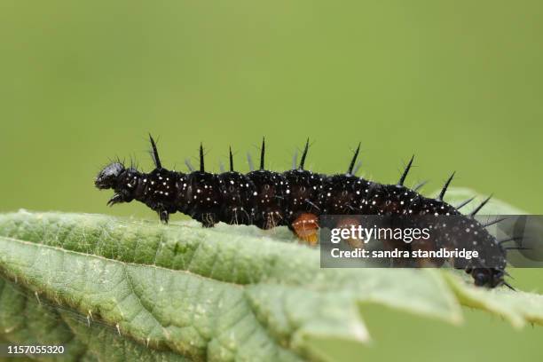 a peacock butterfly caterpillar, aglais io, feeding on a stinging nettle leaf. - caterpillar stock pictures, royalty-free photos & images