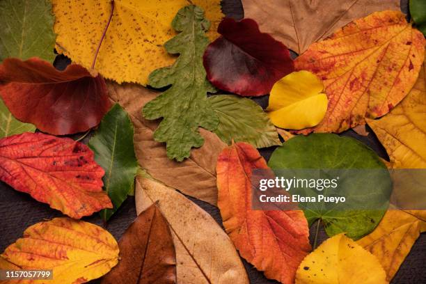 falling autumn leaves - elena collection fotografías e imágenes de stock