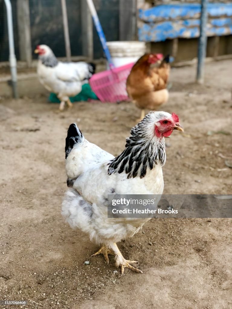 Cluck Cluck