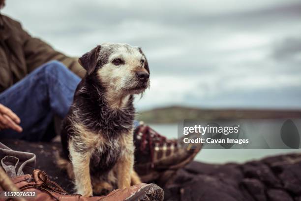 dog sits to rest hiking with mature retired couple - outdoor guy sitting on a rock stock pictures, royalty-free photos & images