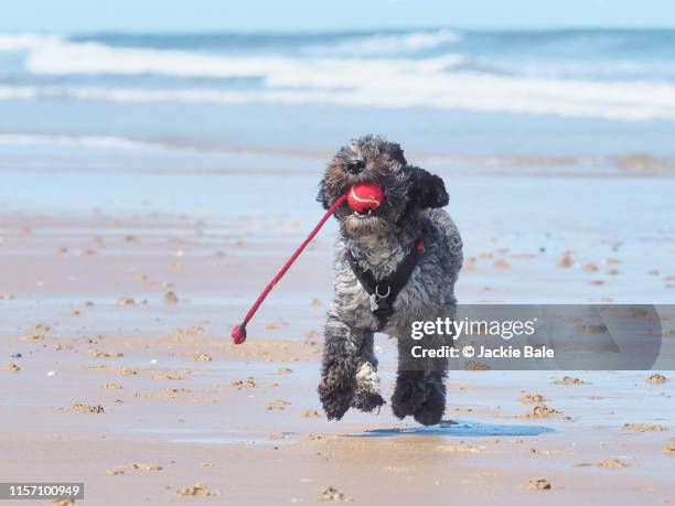 Cackapoo Playing 249 Cockapoo Playing Stock Photos, High-Res Pictures, and Images ...