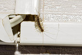 Animal centipede crawls out of hiding.