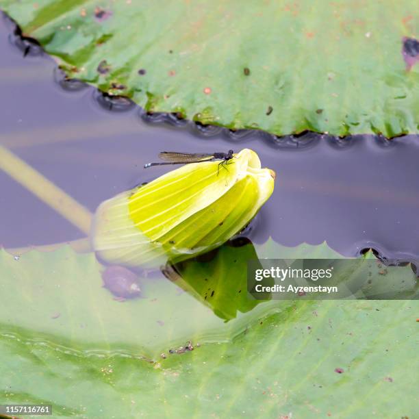 Lak Insect Lac Insect Photos et images de collection - Getty Images