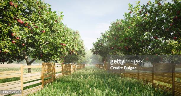 idyllisk orchard - fruktträdgård bildbanksfoton och bilder