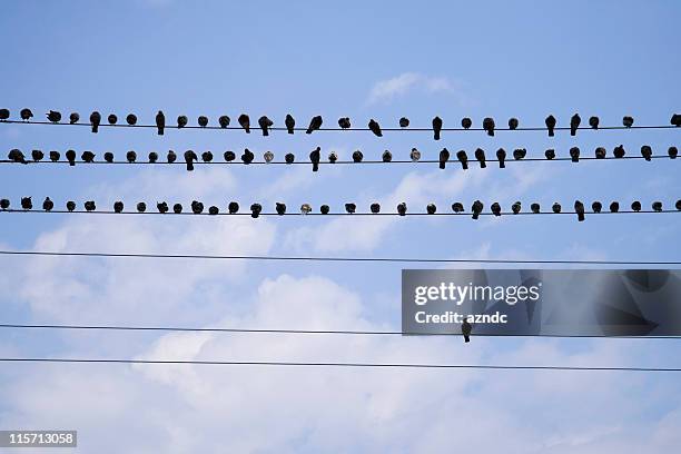birds on a telephone line - telephone lines stock pictures, royalty-free photos & images