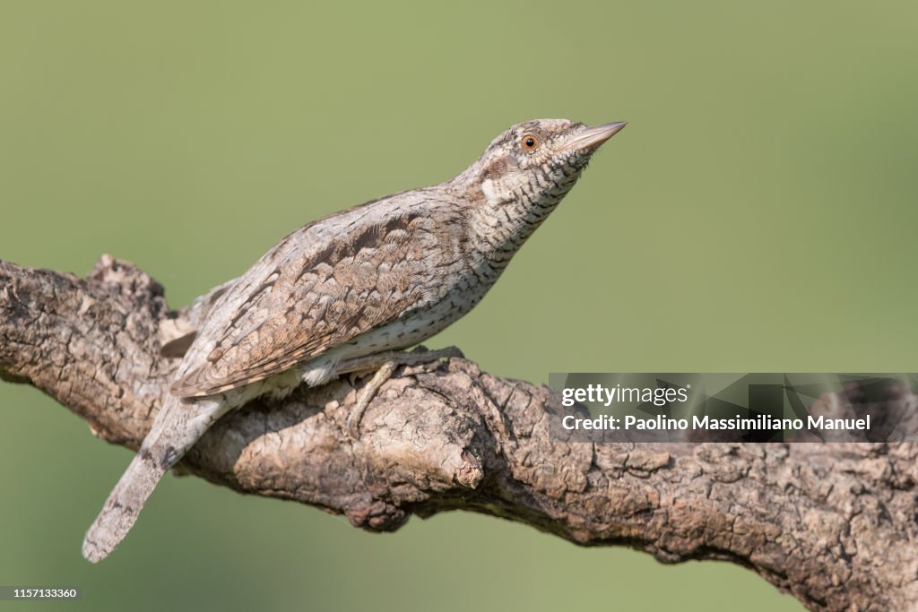 The wonderful Eurasian wryneck woodpecker (Jinx torquilla)