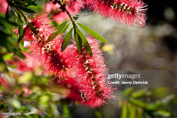 bee on a bottlebrush flower - bottlebrush stock pictures, royalty-free photos & images