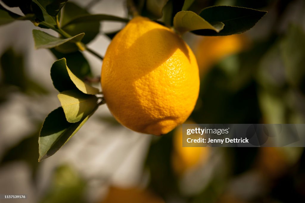 Lemon on a tree