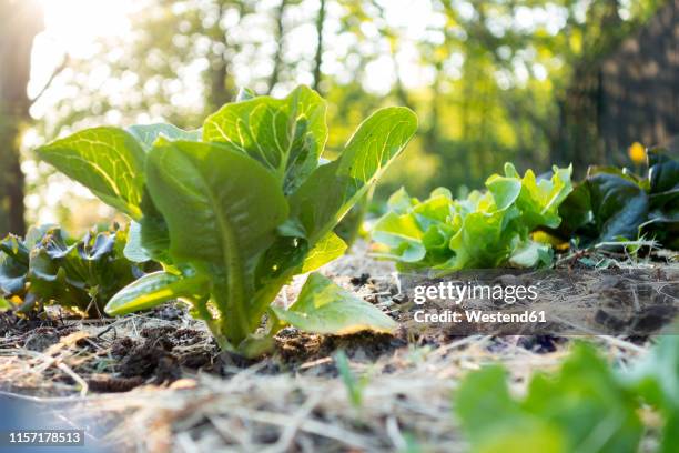 organic gardening, salad on mulched bed - lettuce garden stock pictures, royalty-free photos & images