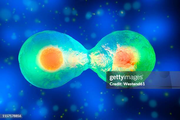 stockillustraties, clipart, cartoons en iconen met 3d rendered illustration, cell division - celdeling
