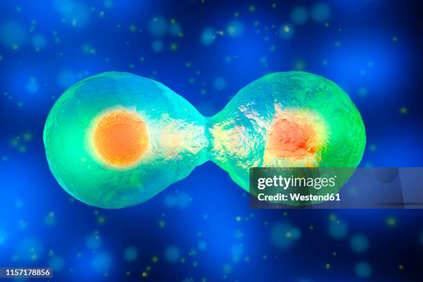 3d rendered illustration, cell division - cell division stock illustrations