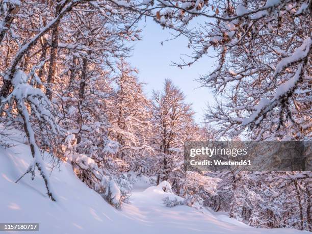 spain, asturia, picos de europa, mirador de piedrashistas, mountain forest in winter - principado de asturias 個照片及圖片檔